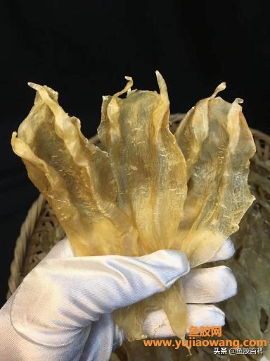 燕窩和魚膠哪個對女性好